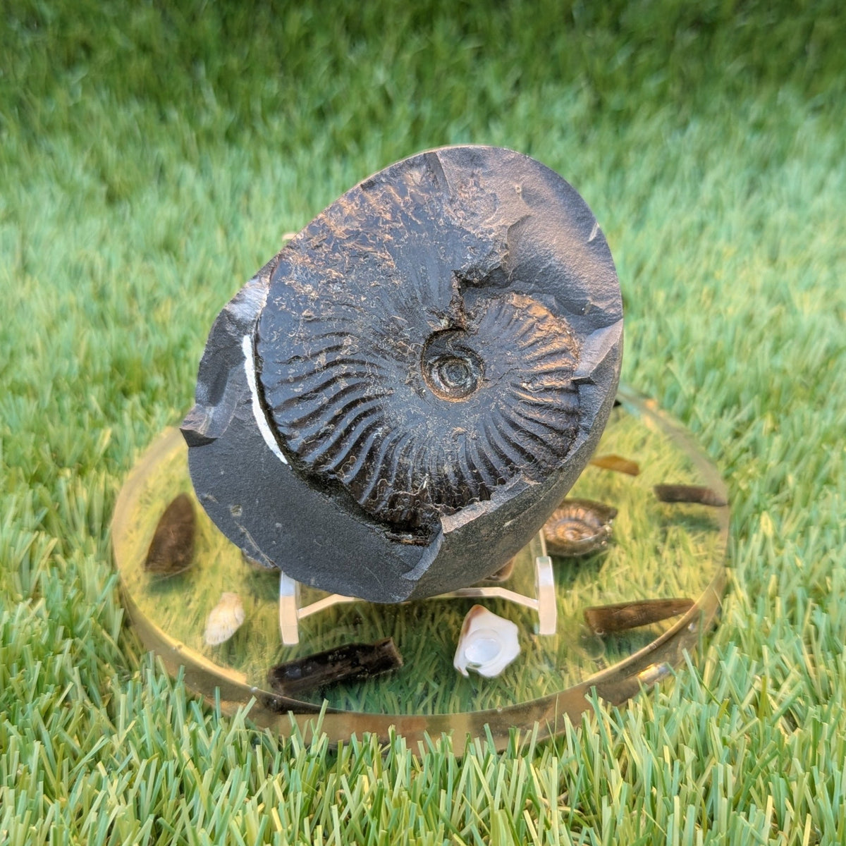 Pseudolioceras ammonite fossil - North Yorkshire Fossils