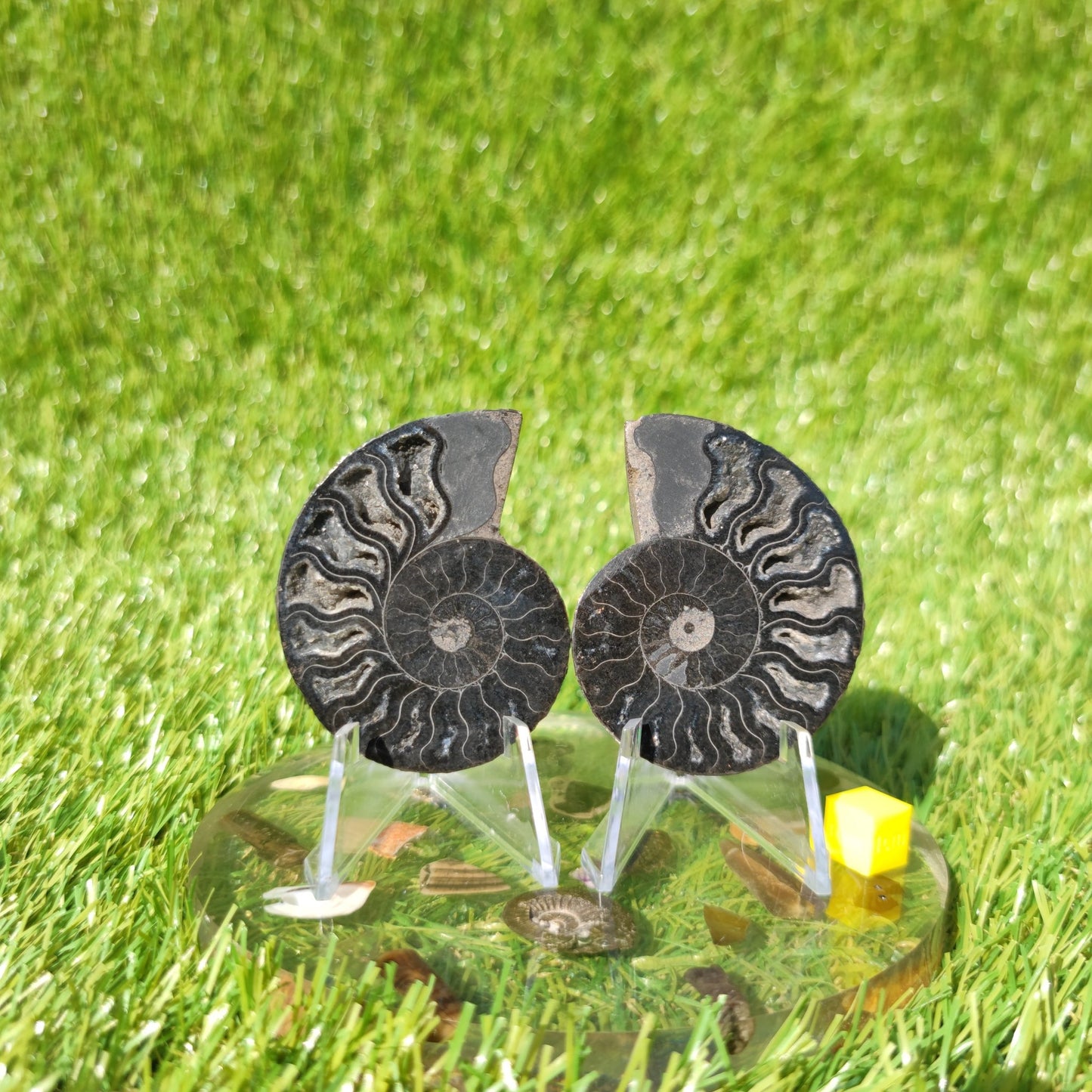 Rare black Madagascar polished ammonite fossil - North Yorkshire Fossils