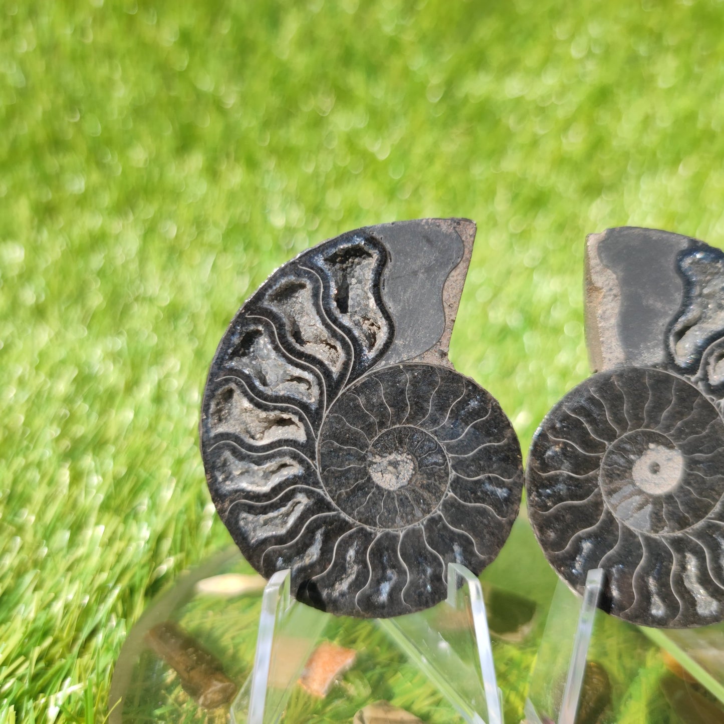 Rare black Madagascar polished ammonite fossil - North Yorkshire Fossils