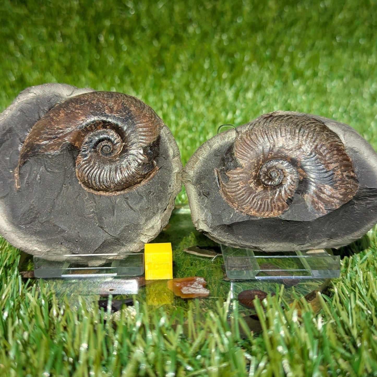 Rare ovaticeras ammonite split pair North Yorkshire fossils - North Yorkshire Fossils