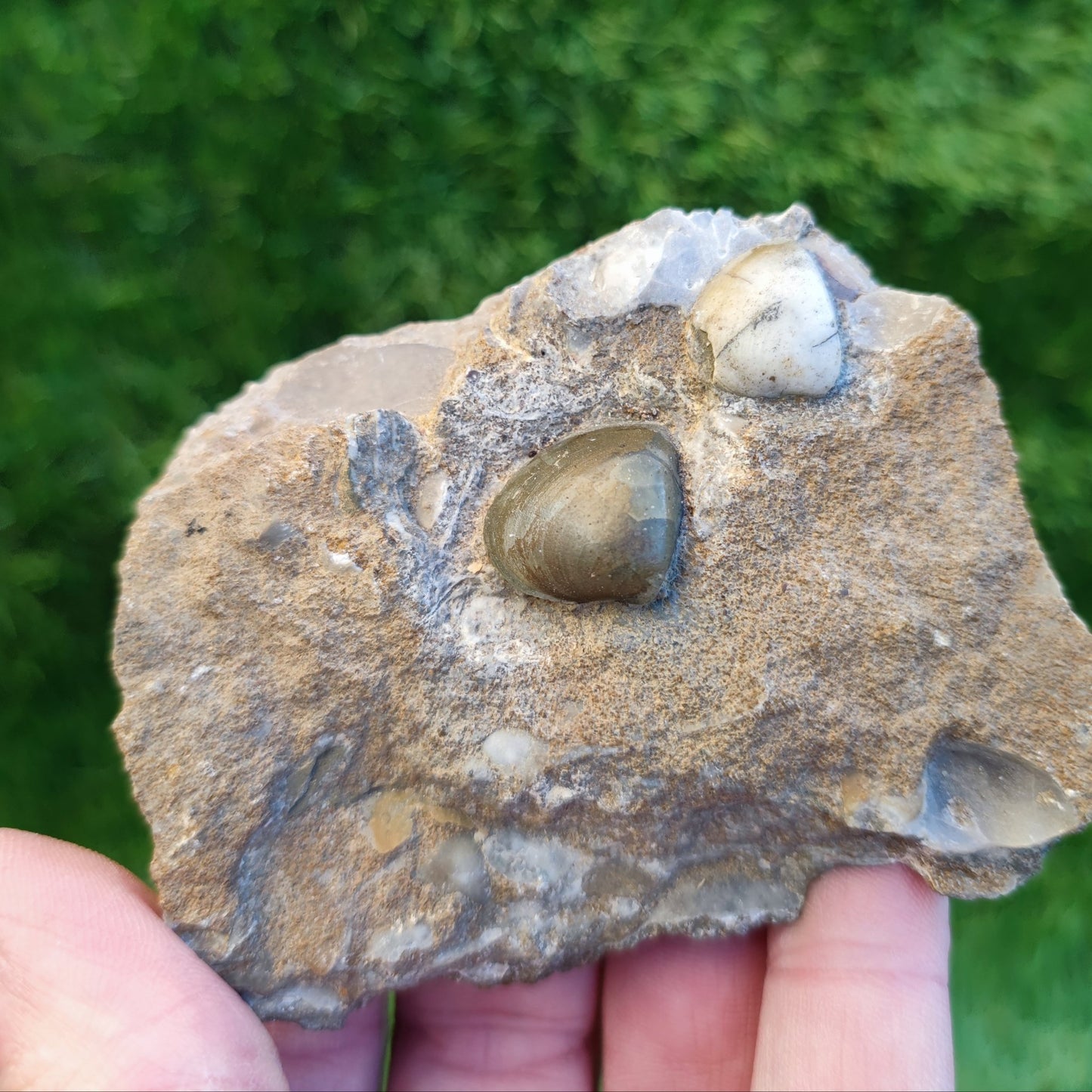 Shell fossil block from Scunthorpe North Yorkshire fossils - North Yorkshire Fossils