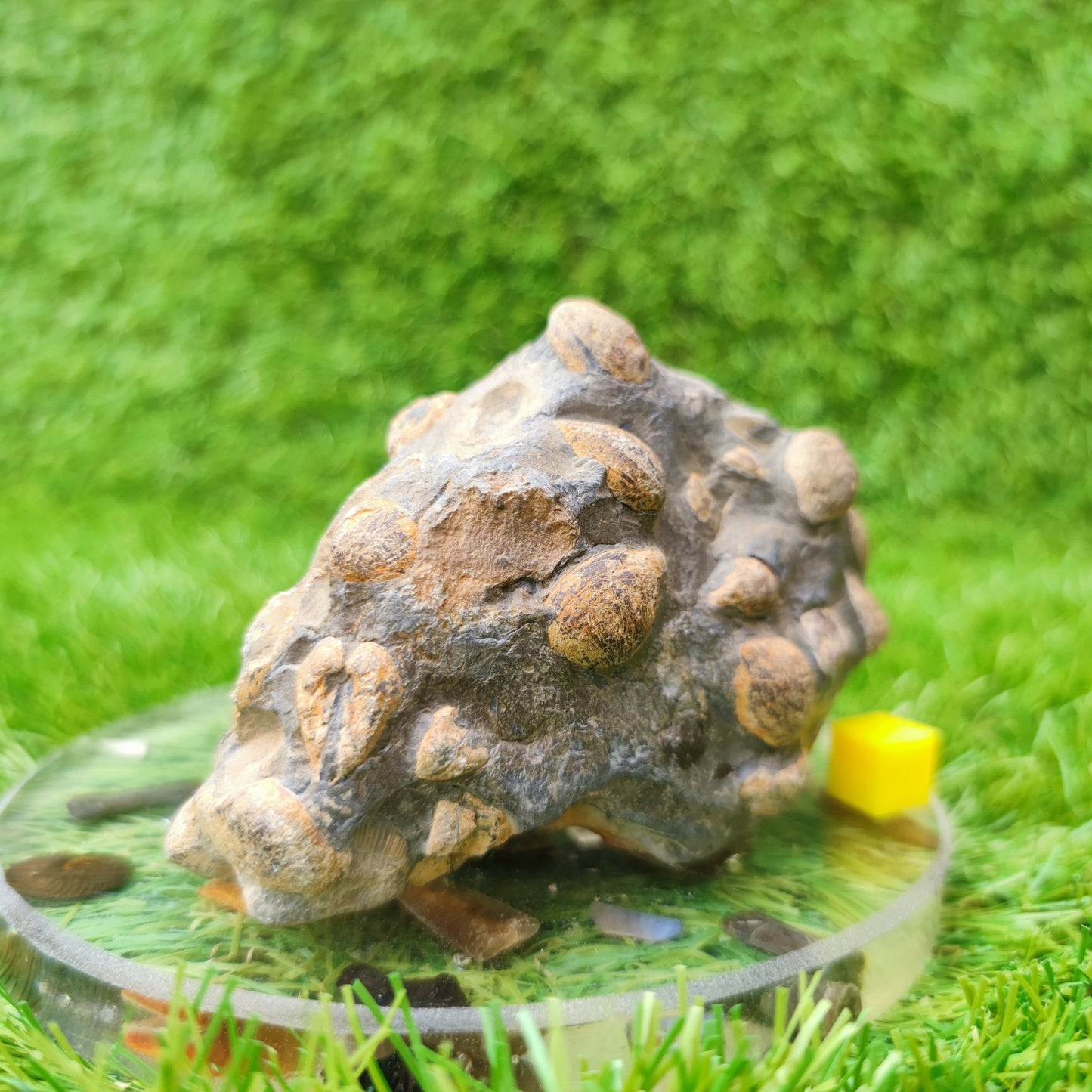 Shell fossil block Port Mulgrave Yorkshire UK - North Yorkshire Fossils