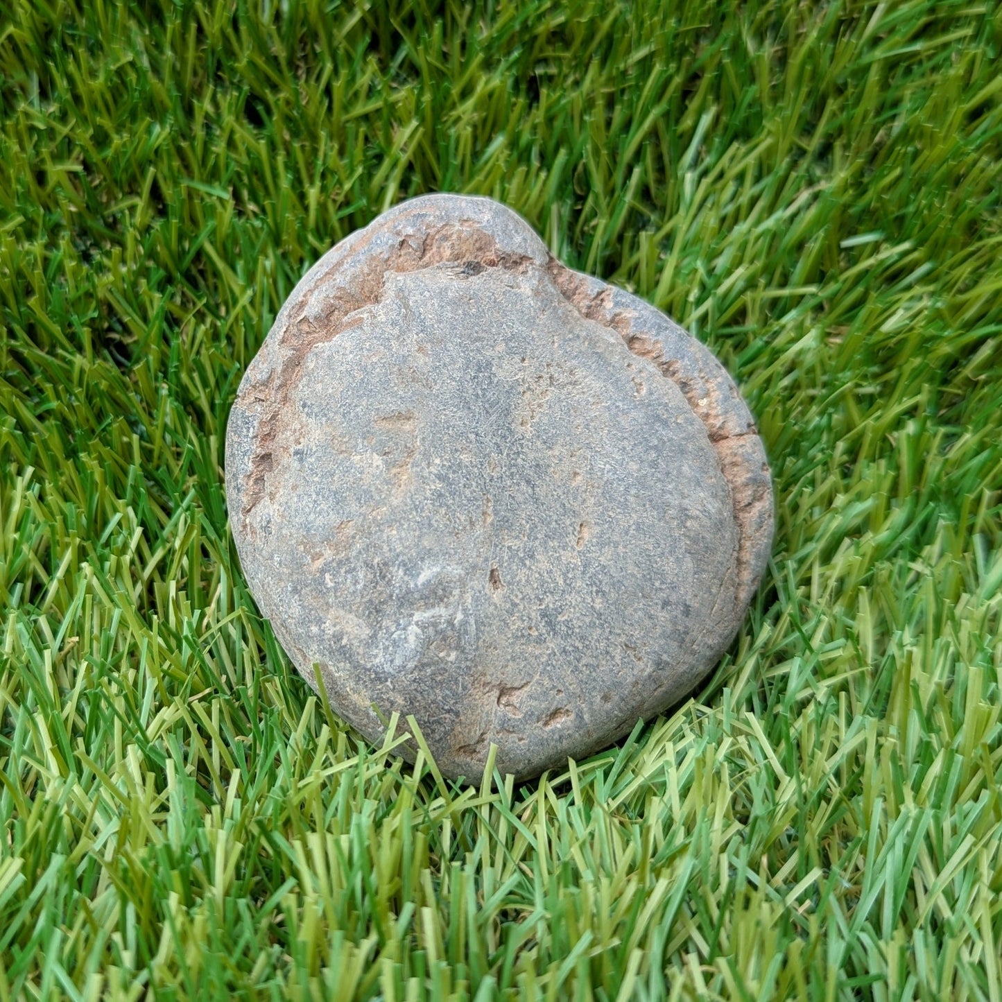 Split your own/ prepare your own ammonite fossil - North Yorkshire Fossils