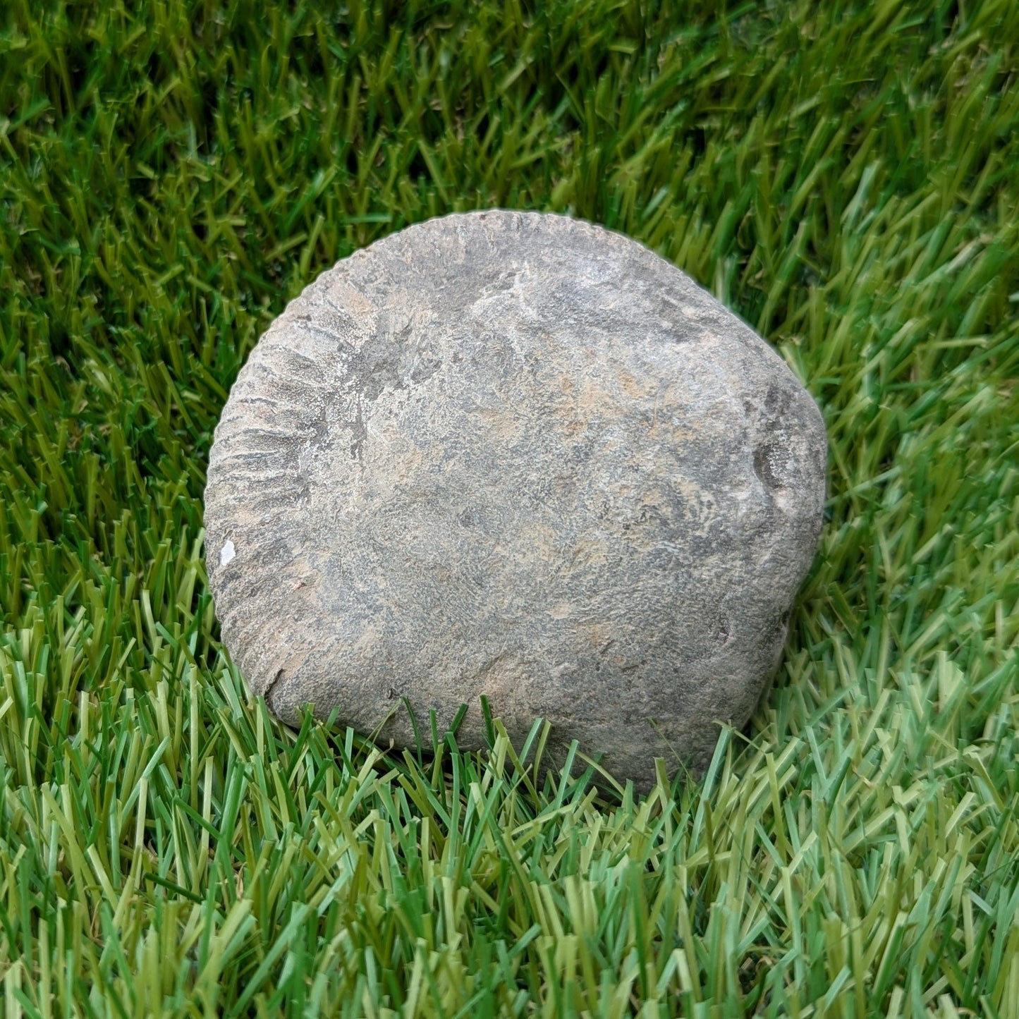 Split your own/ prepare your own ammonite fossil - North Yorkshire Fossils