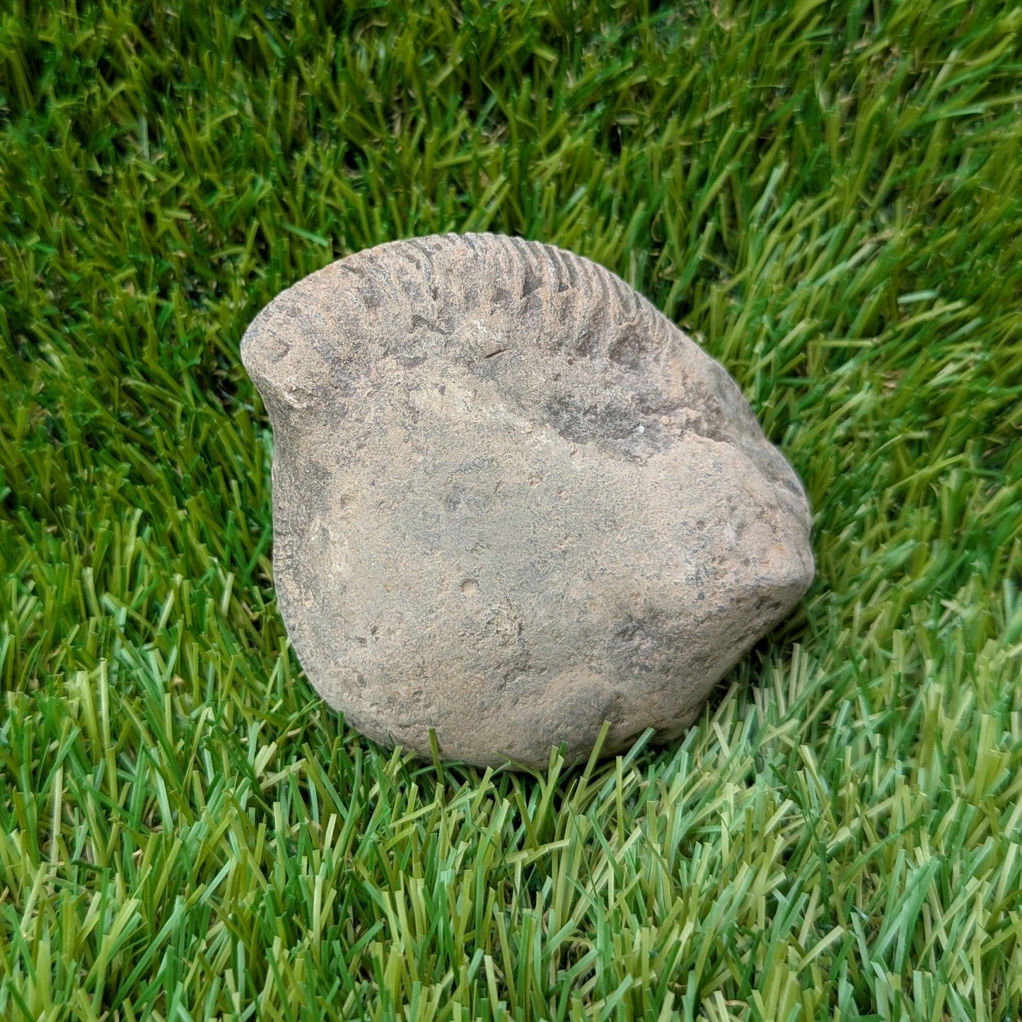 Split your own/ prepare your own ammonite fossil - North Yorkshire Fossils