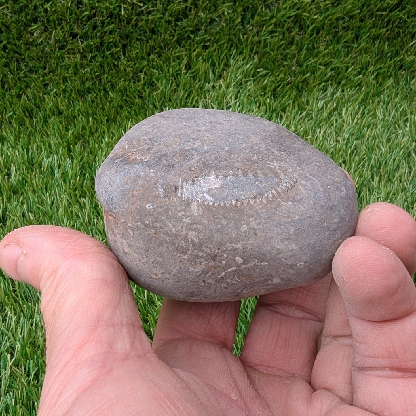 Split your own/ prepare your own ammonite fossil peronoceras - North Yorkshire Fossils
