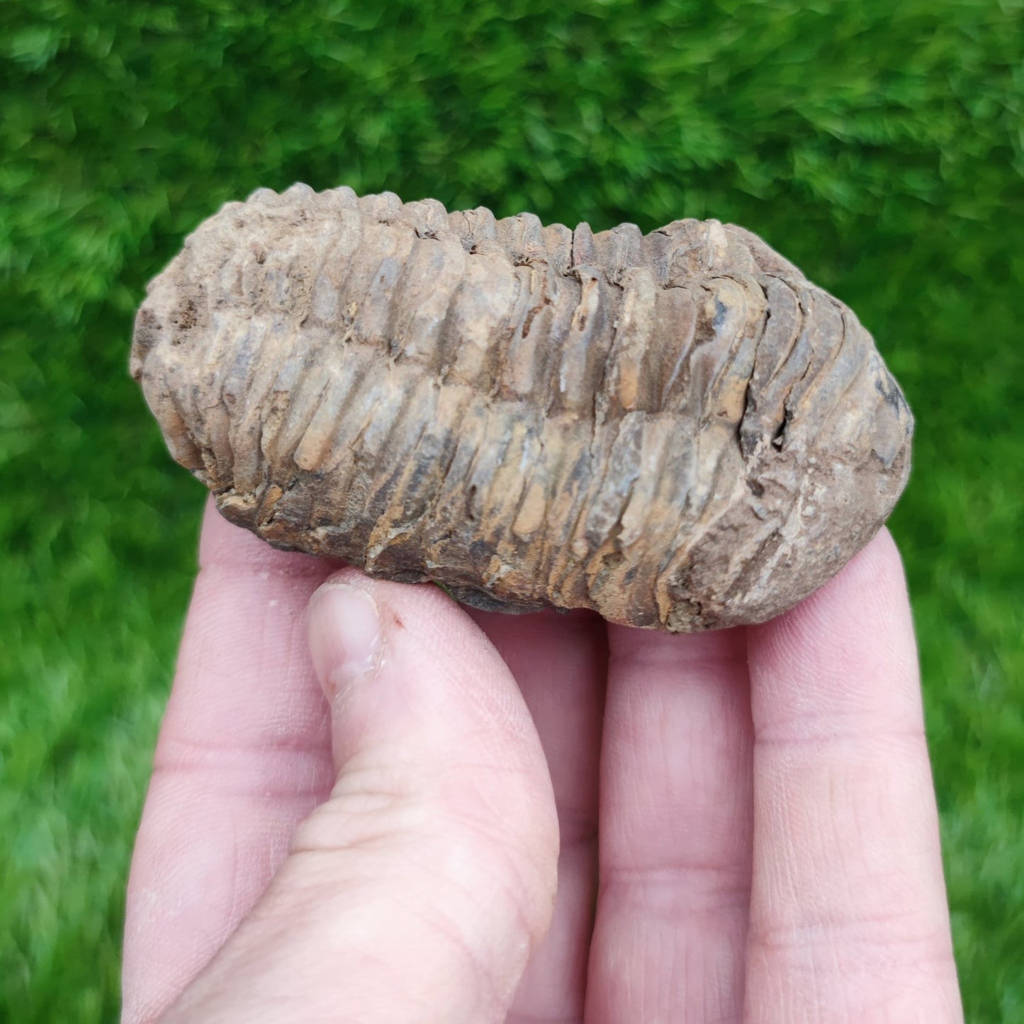 Trilobite fossil - North Yorkshire Fossils
