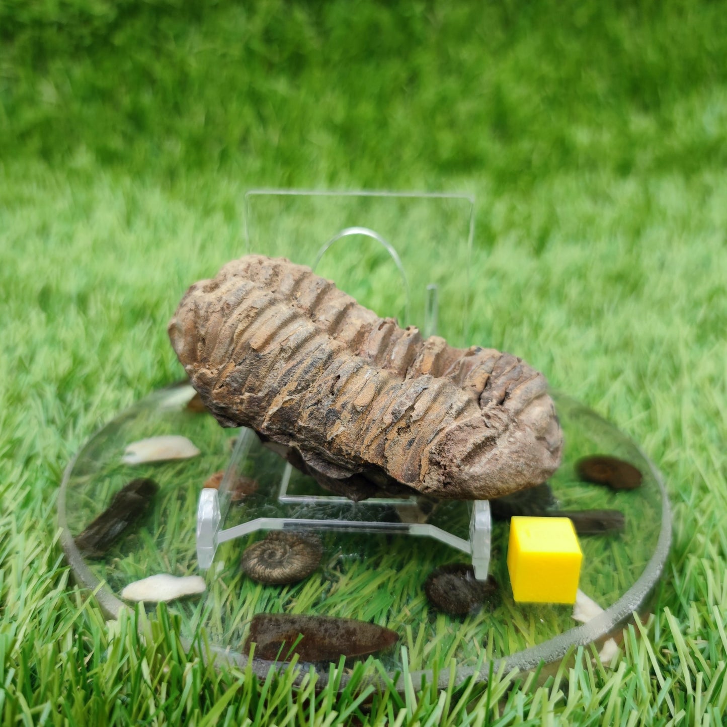 Trilobite fossil - North Yorkshire Fossils