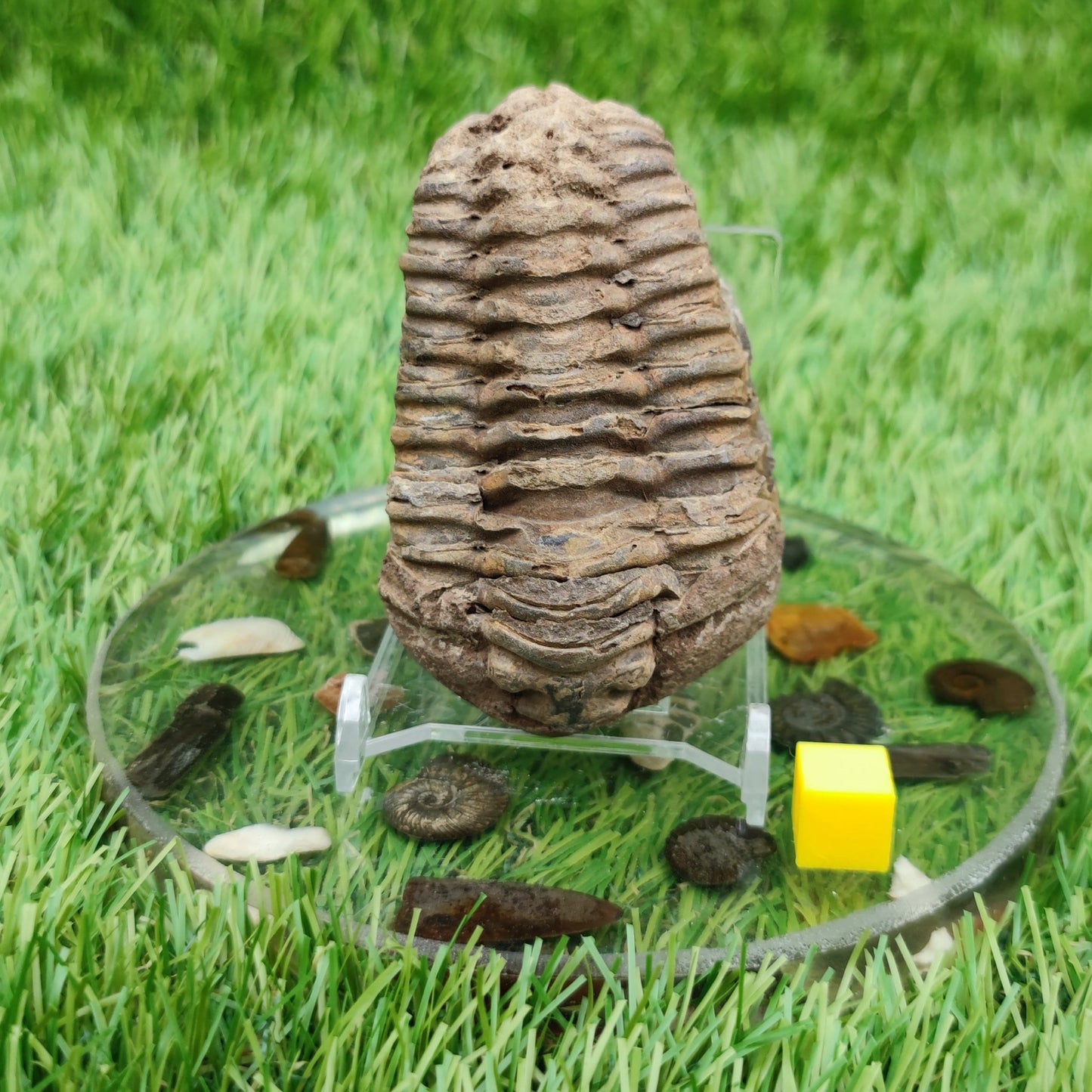 Trilobite fossil - North Yorkshire Fossils