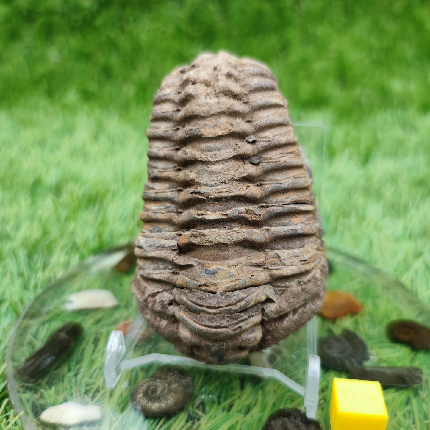 Trilobite fossil - North Yorkshire Fossils