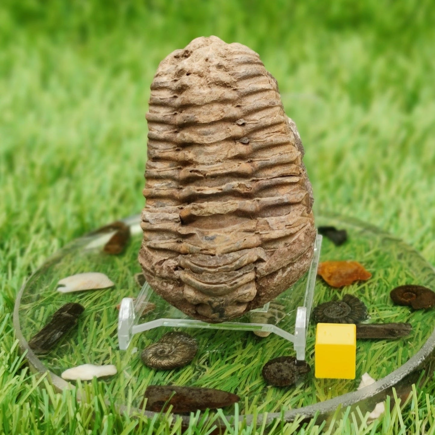 Trilobite fossil - North Yorkshire Fossils