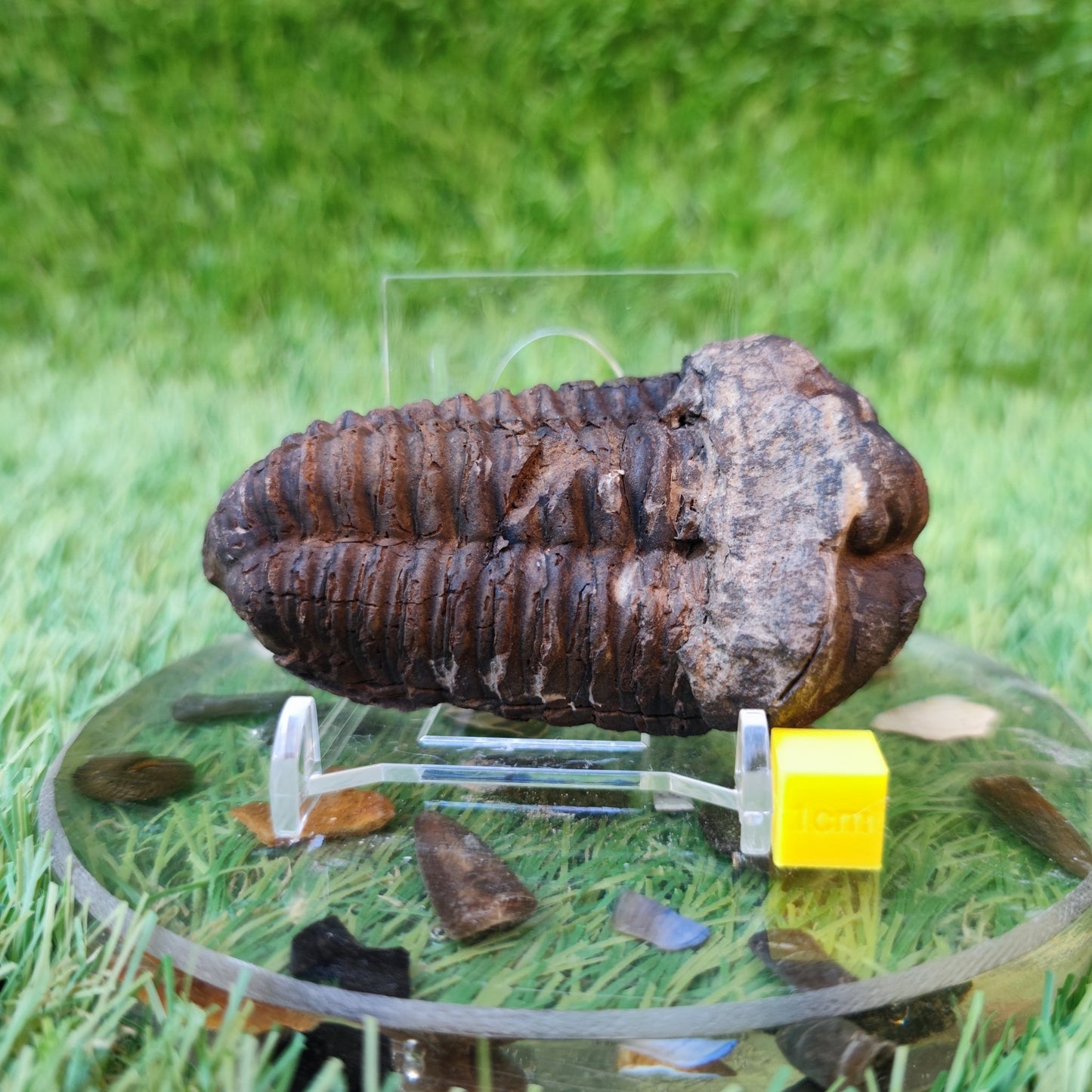 Trilobite fossil North Yorkshire fossils - North Yorkshire Fossils