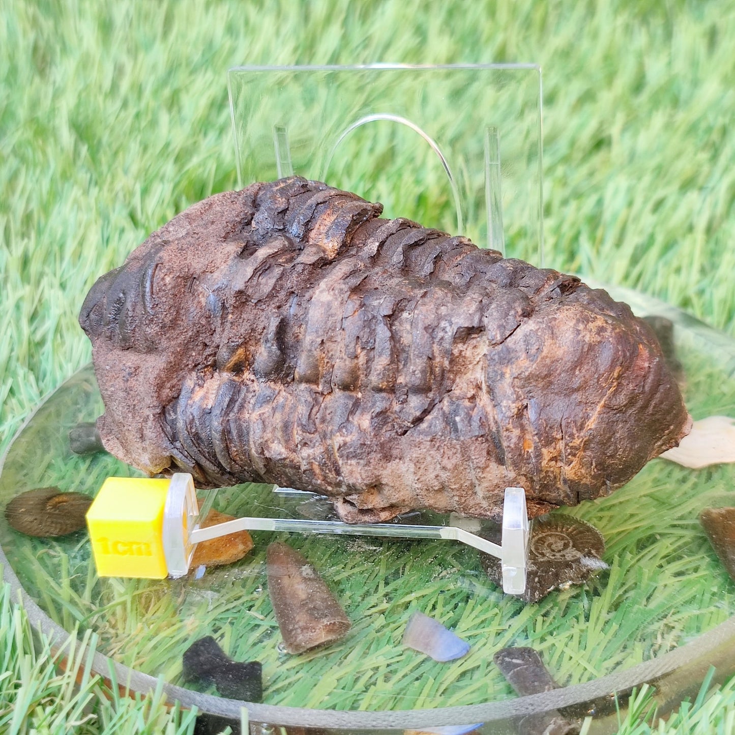 Trilobite fossil North Yorkshire fossils - North Yorkshire Fossils