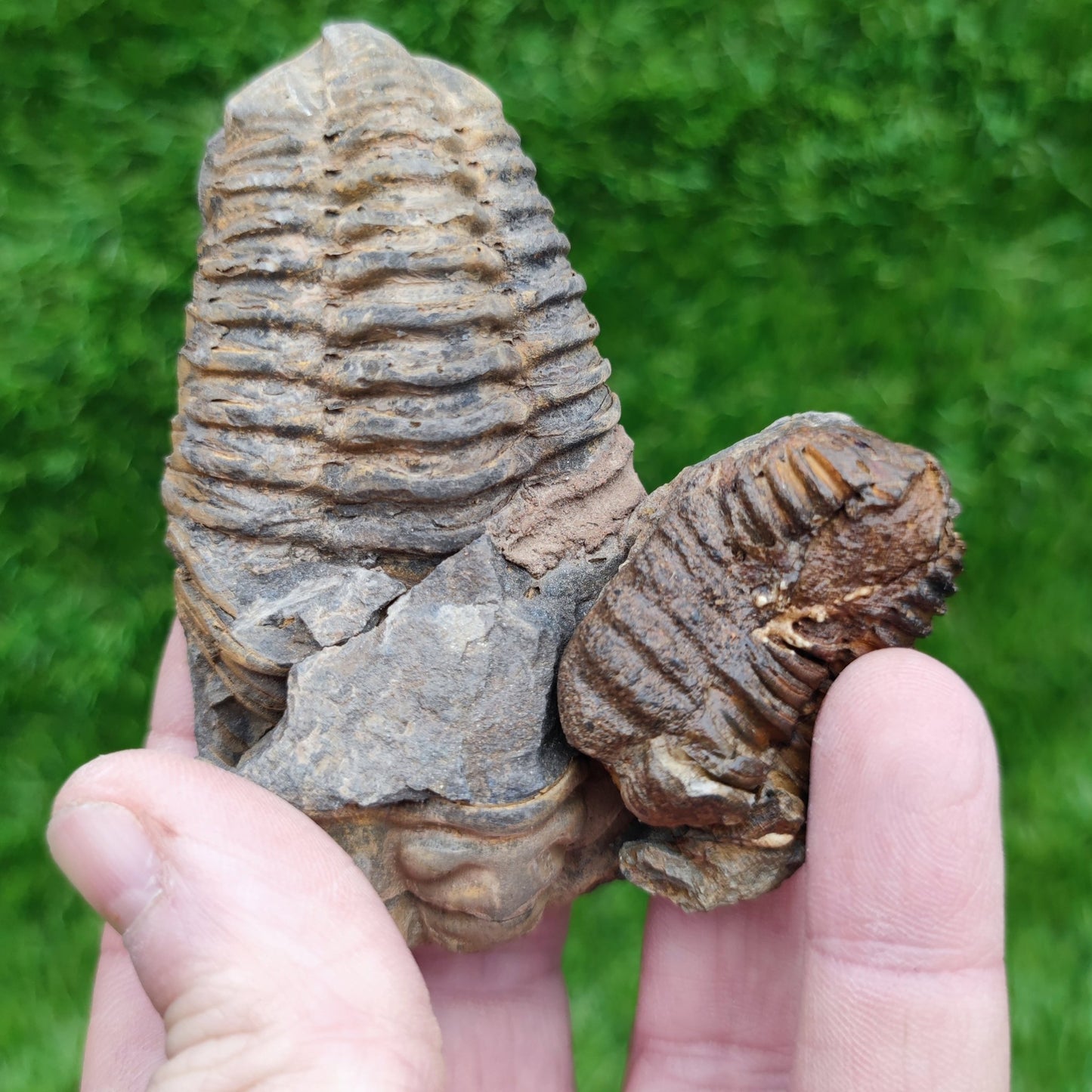 Trilobite fossils from Morocco - North Yorkshire Fossils