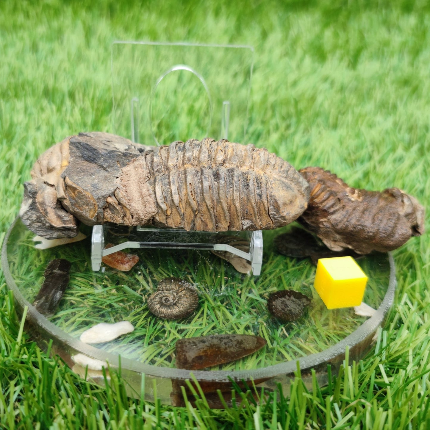 Trilobite fossils from Morocco - North Yorkshire Fossils