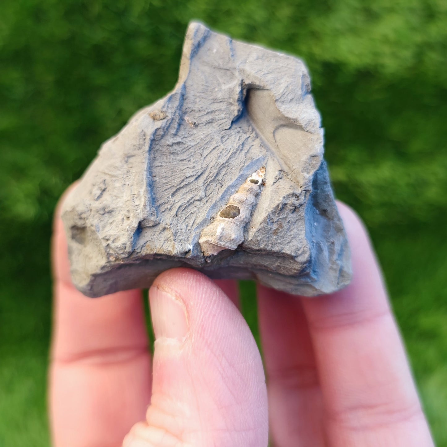 UK Gastropod fossil North Yorkshire fossils - North Yorkshire Fossils