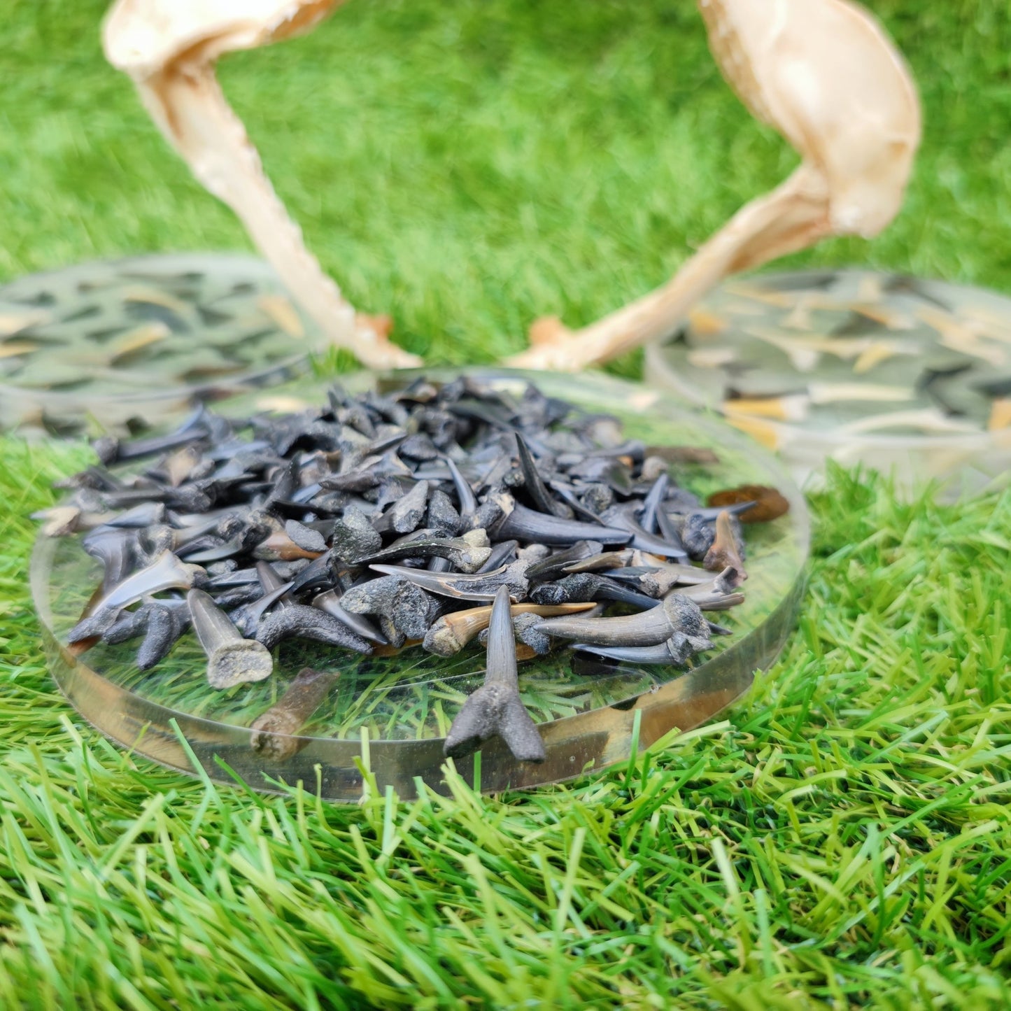 UK Shark teeth Pack of 10 Herne Bay - North Yorkshire Fossils