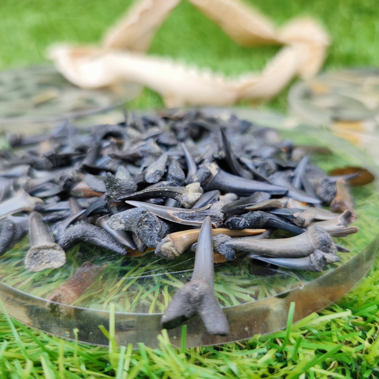 UK Shark teeth Pack of 10 Herne Bay - North Yorkshire Fossils