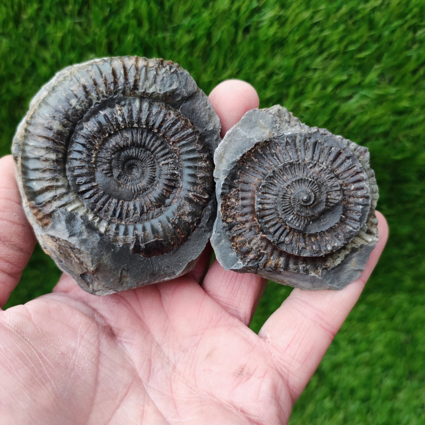 Whitby ammonite fossil split pair Jurassic coast - North Yorkshire Fossils