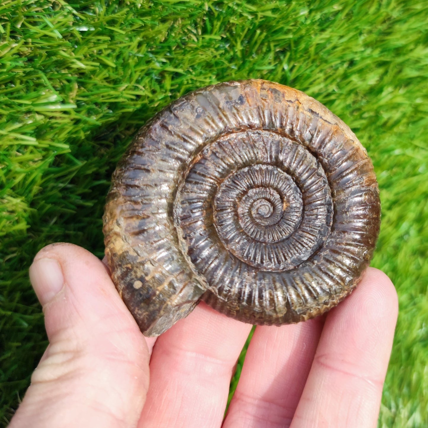 3D Ammonite Whitby North Yorkshire Fossils - North Yorkshire Fossils
