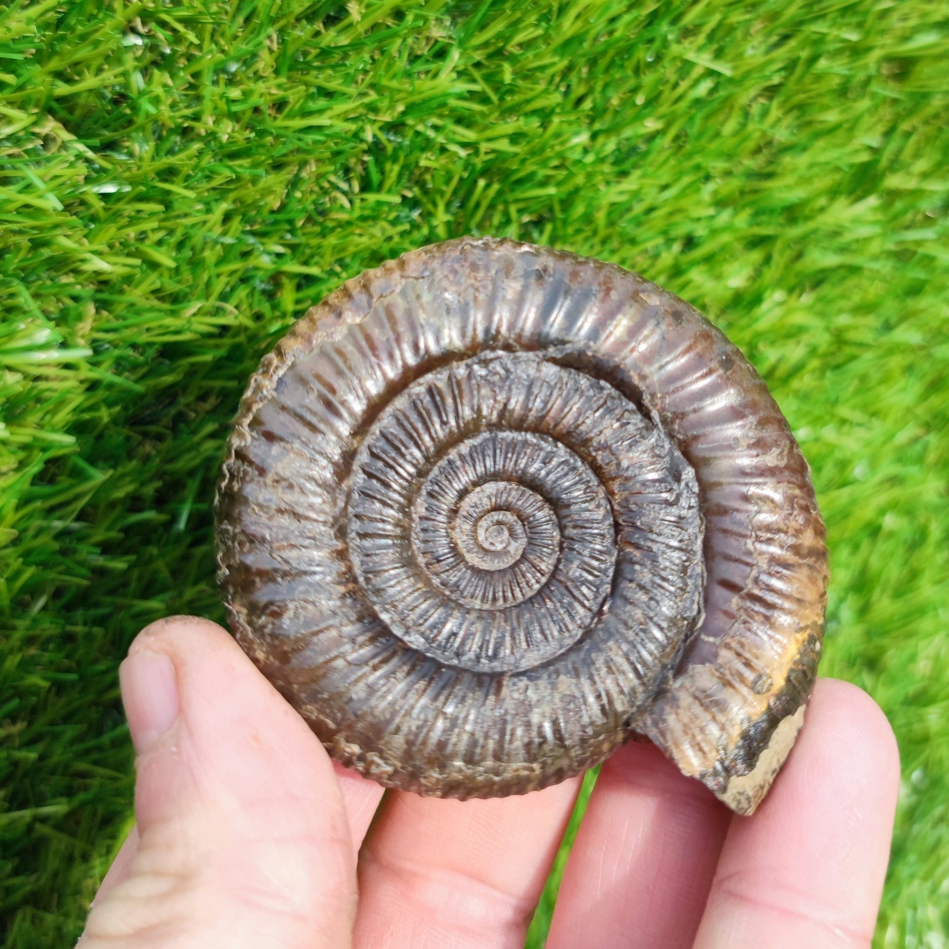 3D Ammonite Whitby North Yorkshire Fossils - North Yorkshire Fossils