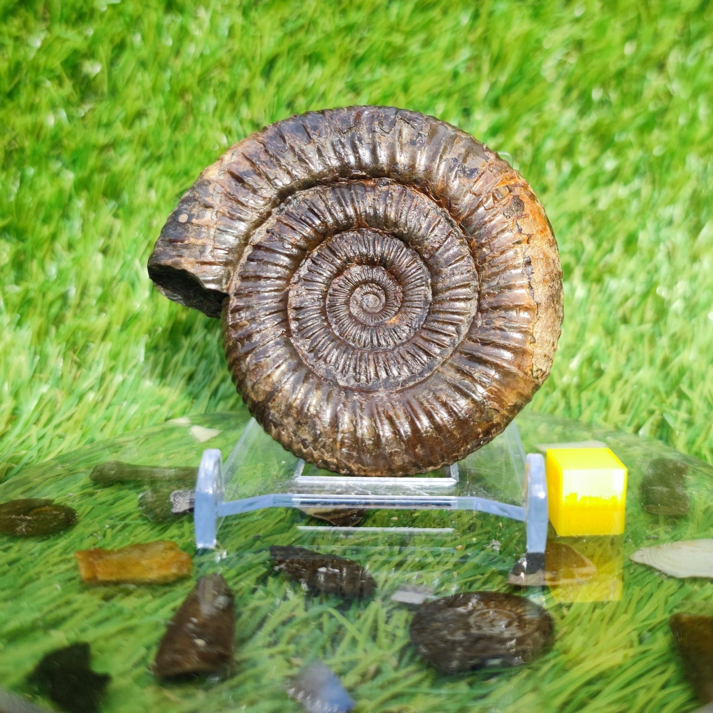 3D Ammonite Whitby North Yorkshire Fossils - North Yorkshire Fossils