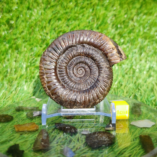 3D Ammonite Whitby North Yorkshire Fossils - North Yorkshire Fossils