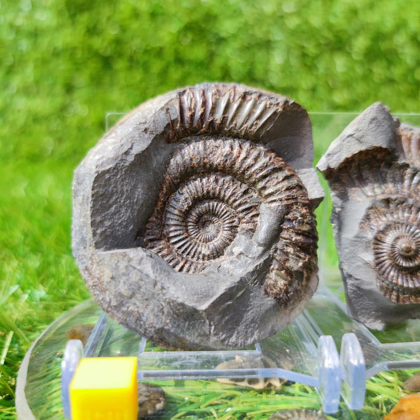 Ammoniite fossil split pair North Yorkshire UK - North Yorkshire Fossils