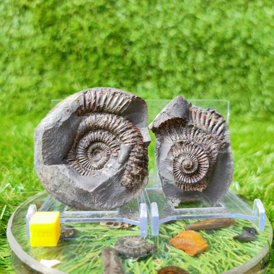 Ammoniite fossil split pair North Yorkshire UK - North Yorkshire Fossils