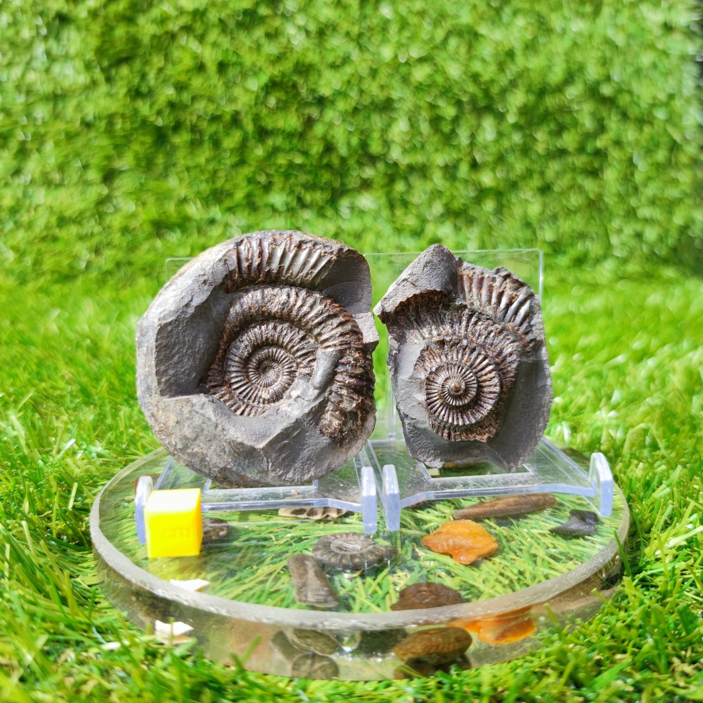 Ammoniite fossil split pair North Yorkshire UK - North Yorkshire Fossils