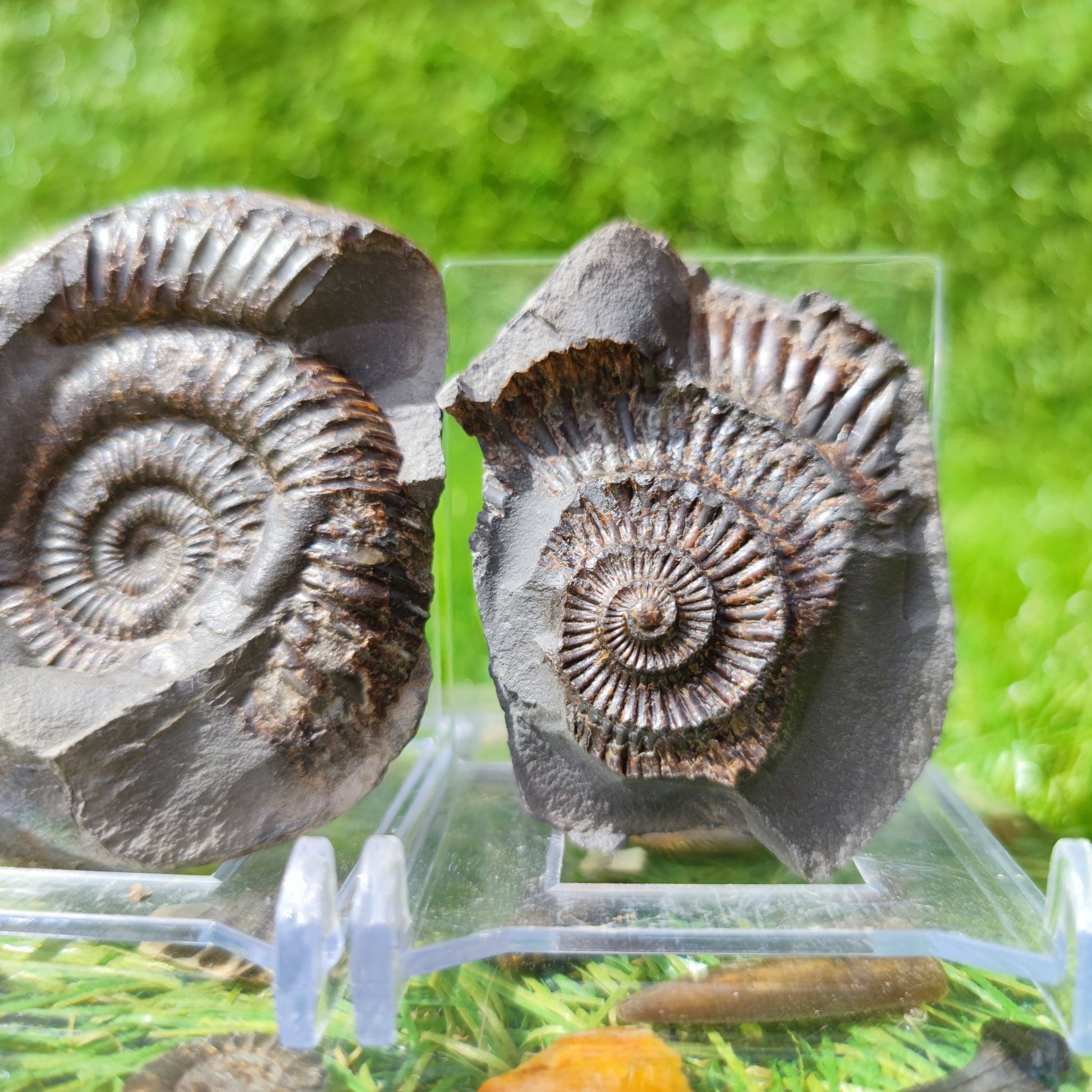Ammoniite fossil split pair North Yorkshire UK - North Yorkshire Fossils