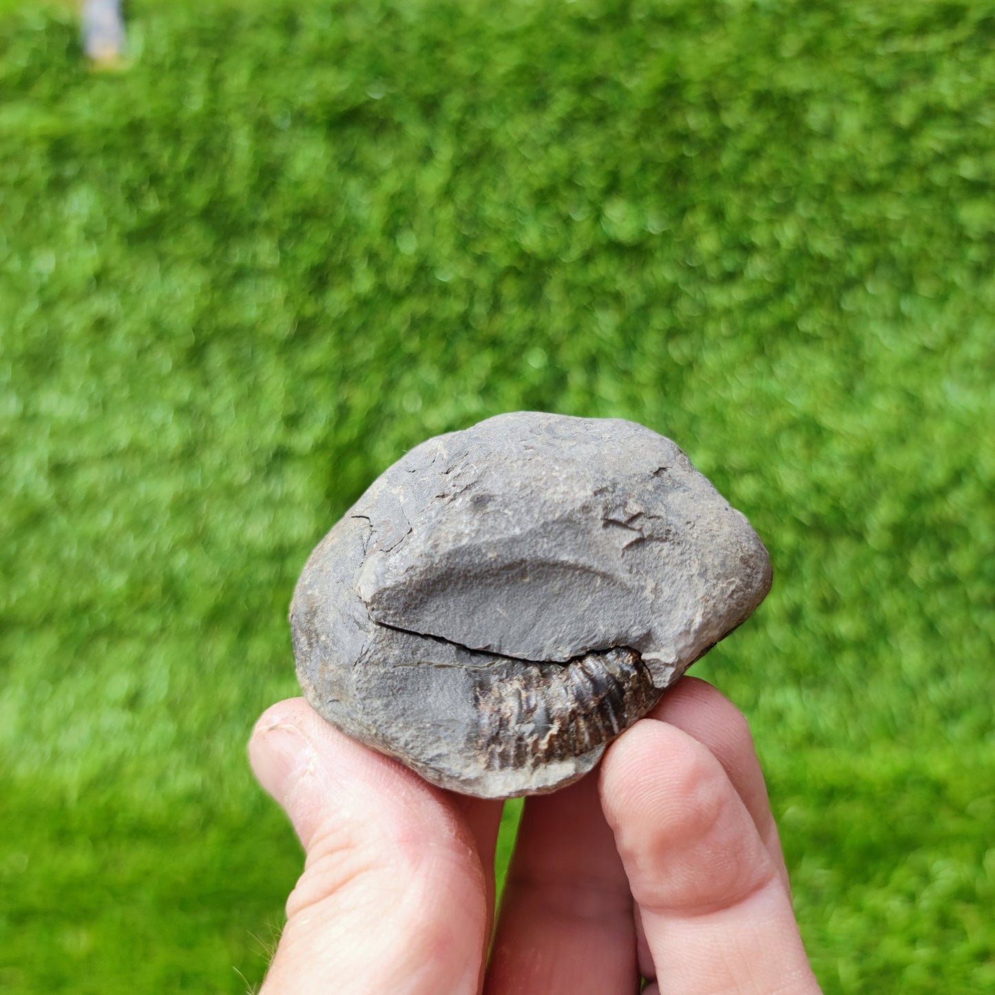 Ammoniite fossil split pair North Yorkshire UK - North Yorkshire Fossils