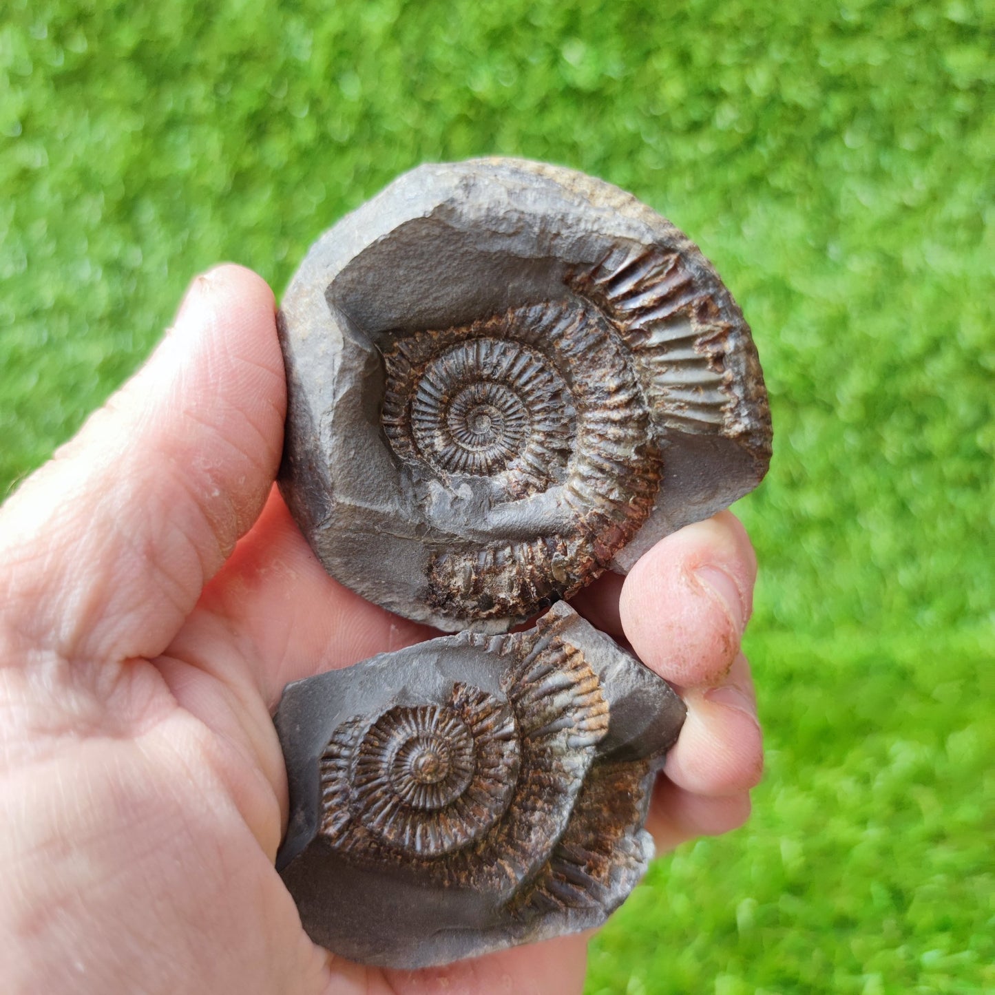 Ammoniite fossil split pair North Yorkshire UK - North Yorkshire Fossils
