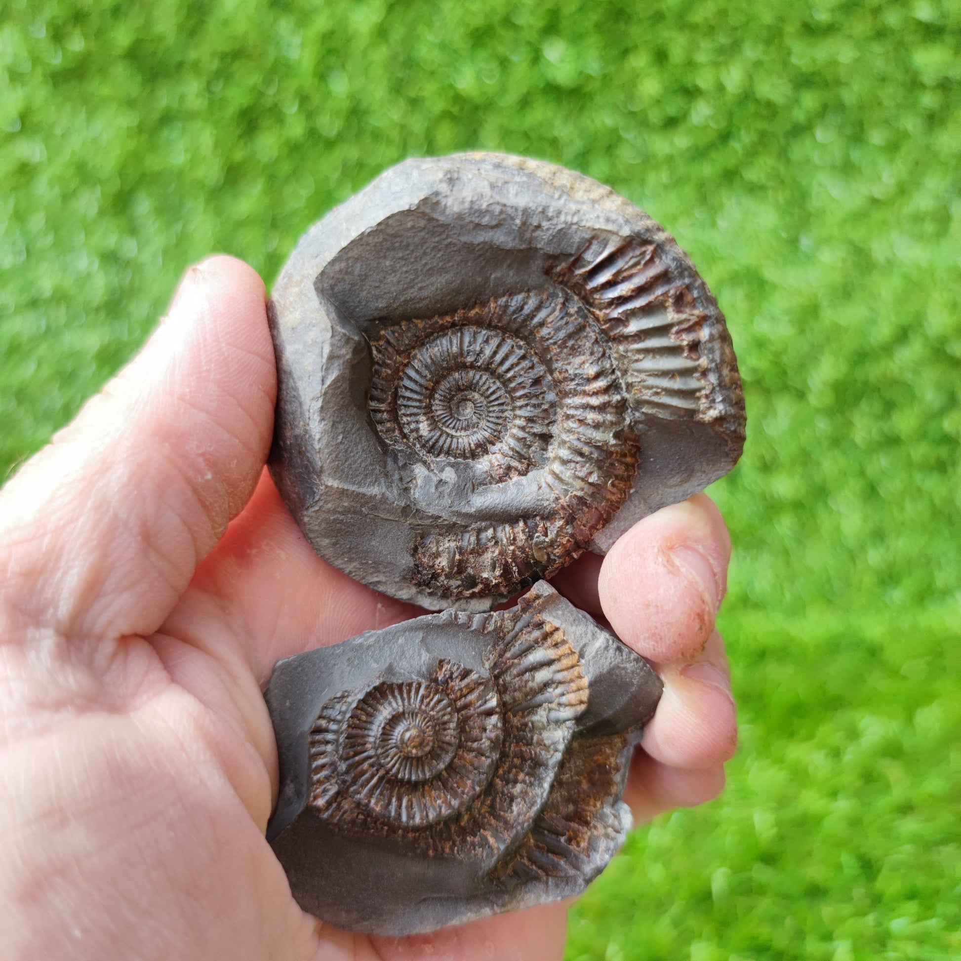 Ammoniite fossil split pair North Yorkshire UK - North Yorkshire Fossils