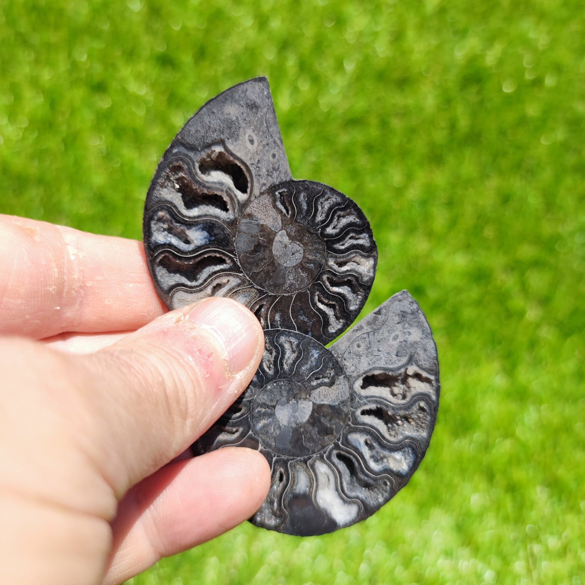 Ammonite fossil - North Yorkshire Fossils