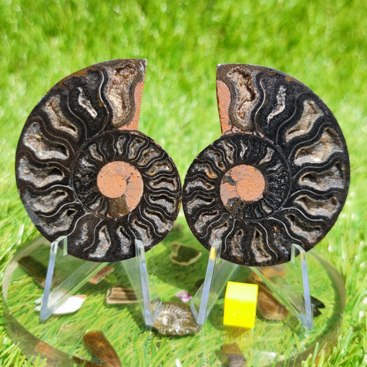 Ammonite fossil - North Yorkshire Fossils