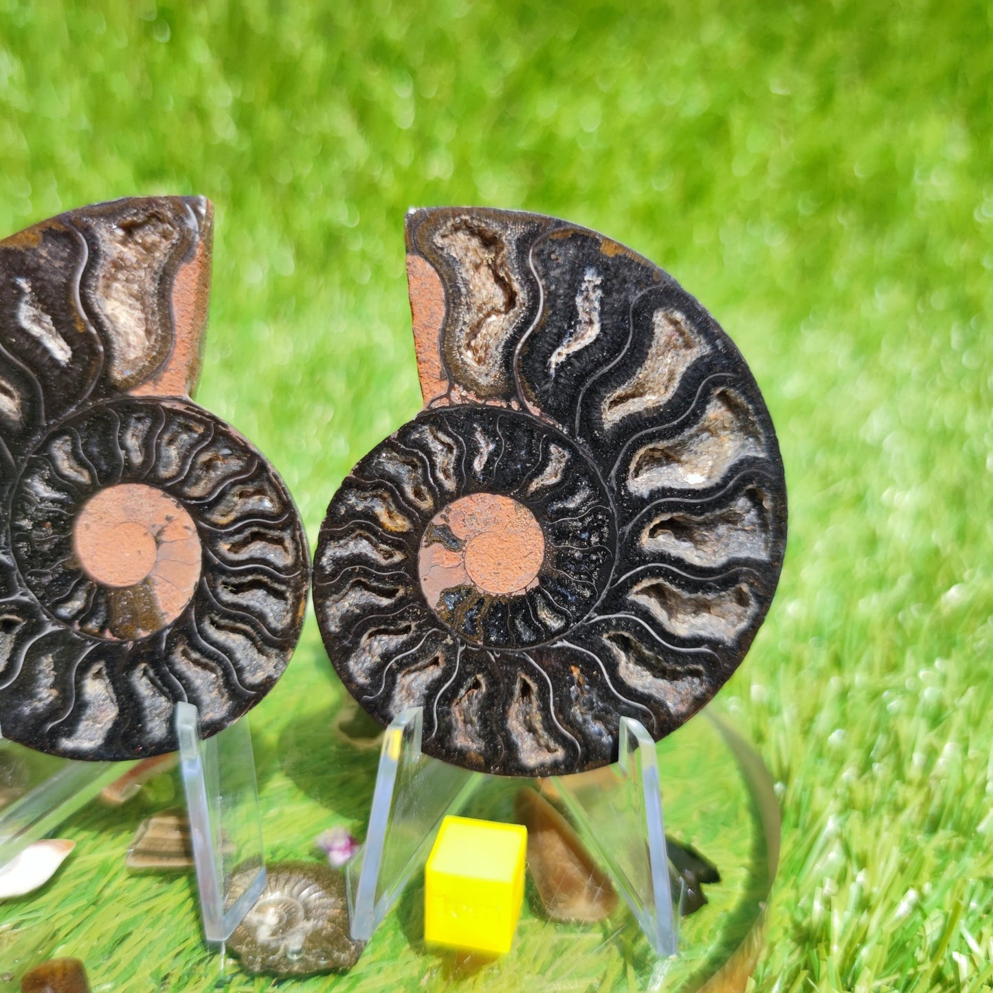 Ammonite fossil - North Yorkshire Fossils