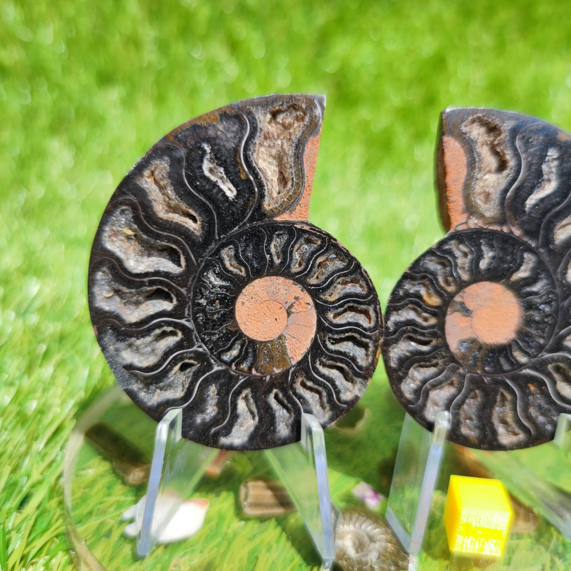 Ammonite fossil - North Yorkshire Fossils