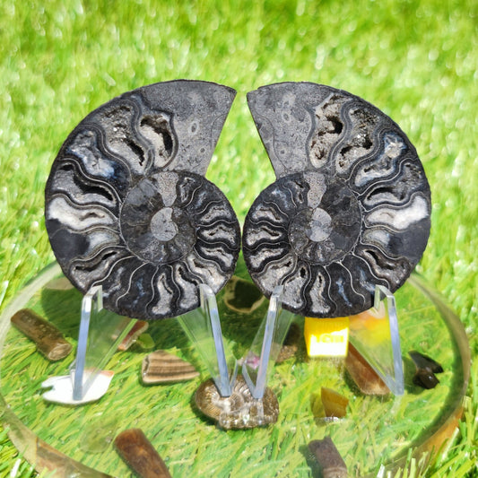 Ammonite fossil - North Yorkshire Fossils