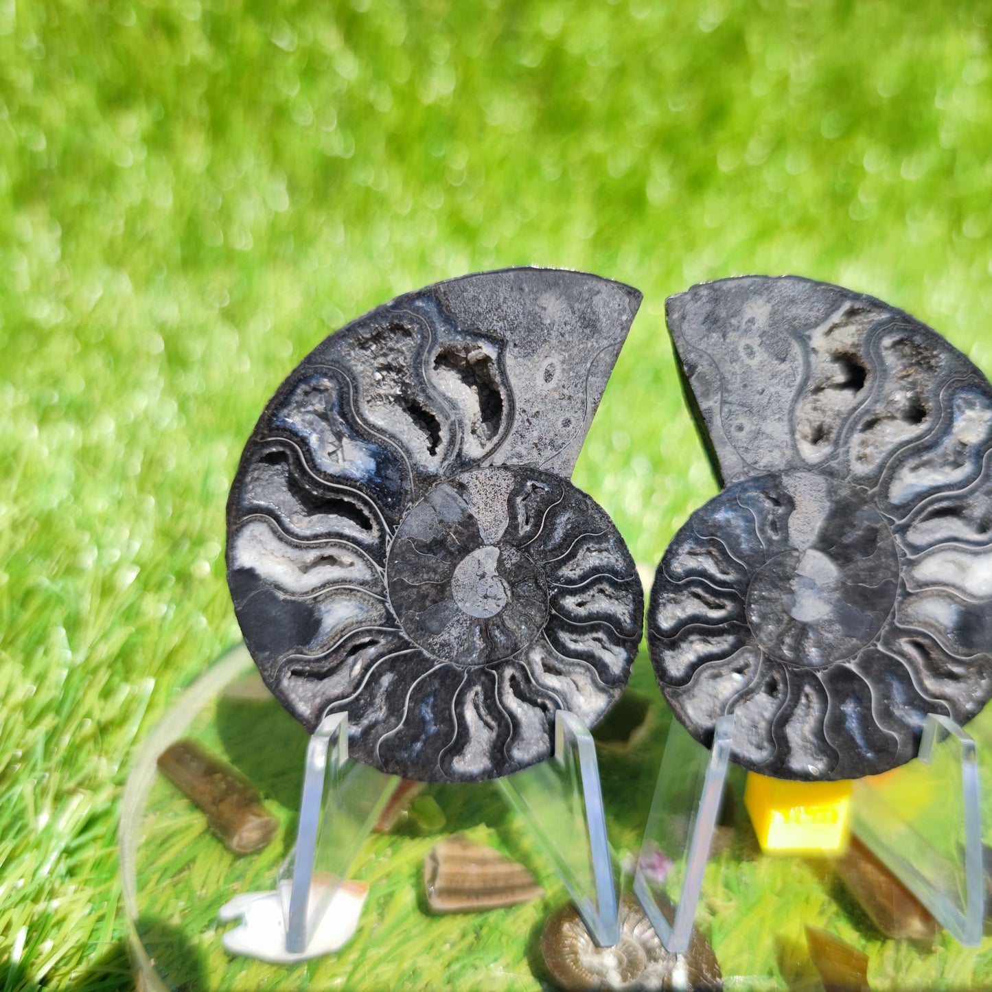 Ammonite fossil - North Yorkshire Fossils