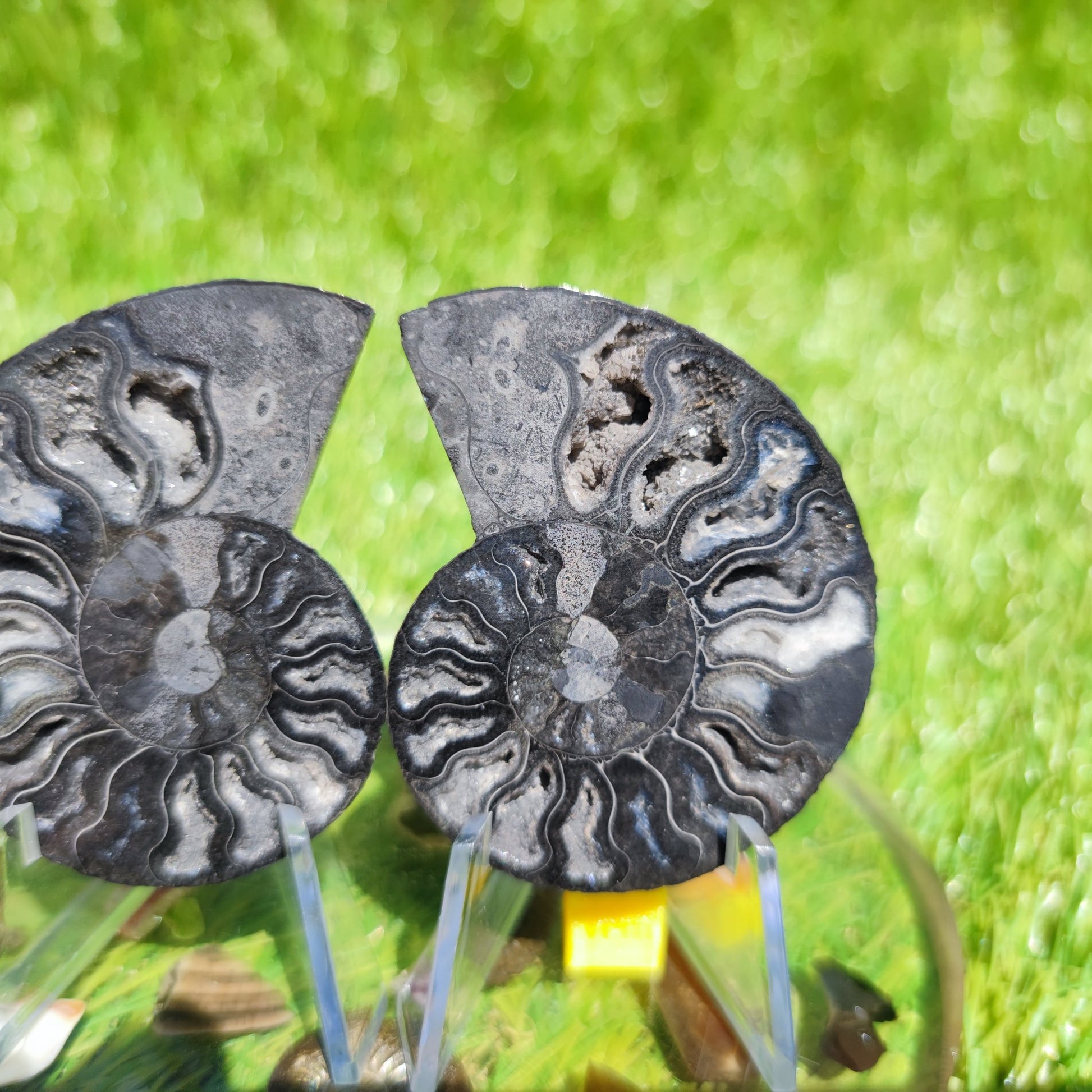 Ammonite fossil - North Yorkshire Fossils