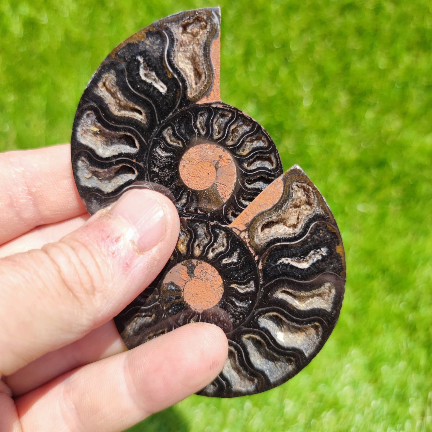 Ammonite fossil - North Yorkshire Fossils