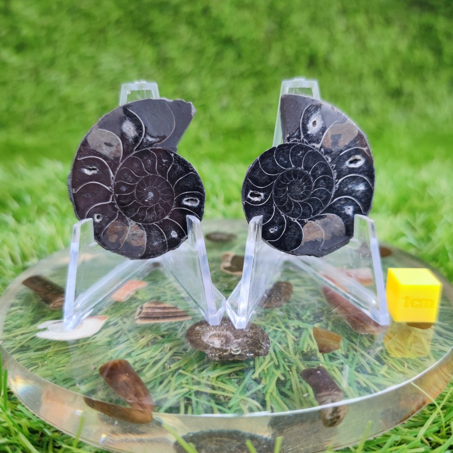 Ammonite fossil cleoniceras black polished North Yorkshire Fossils - North Yorkshire Fossils