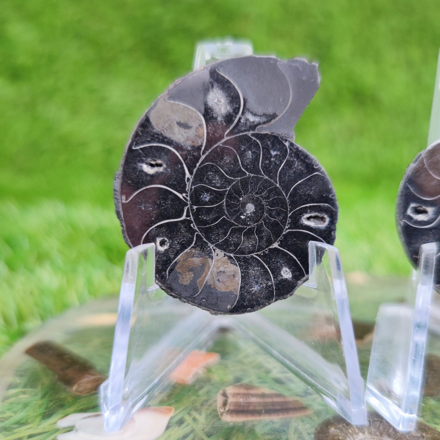 Ammonite fossil cleoniceras black polished North Yorkshire Fossils - North Yorkshire Fossils