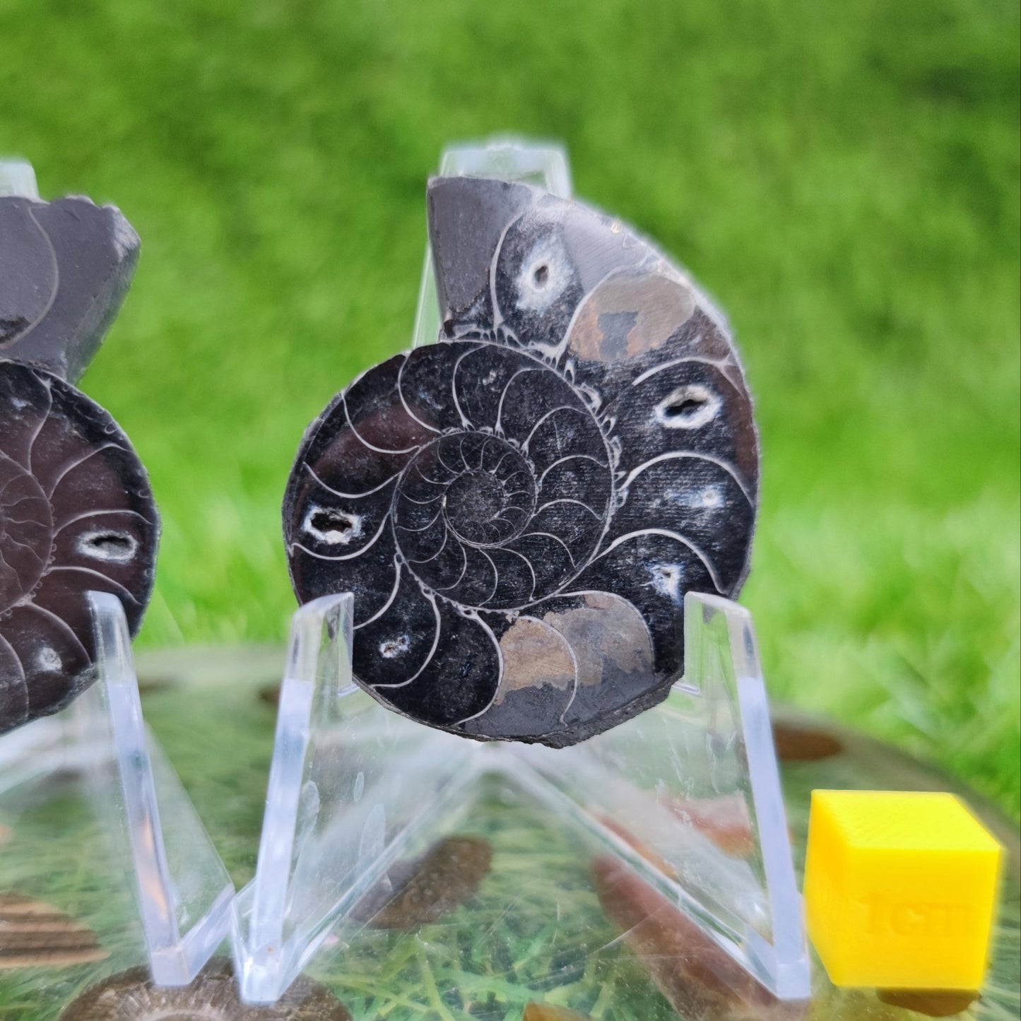 Ammonite fossil cleoniceras black polished North Yorkshire Fossils - North Yorkshire Fossils