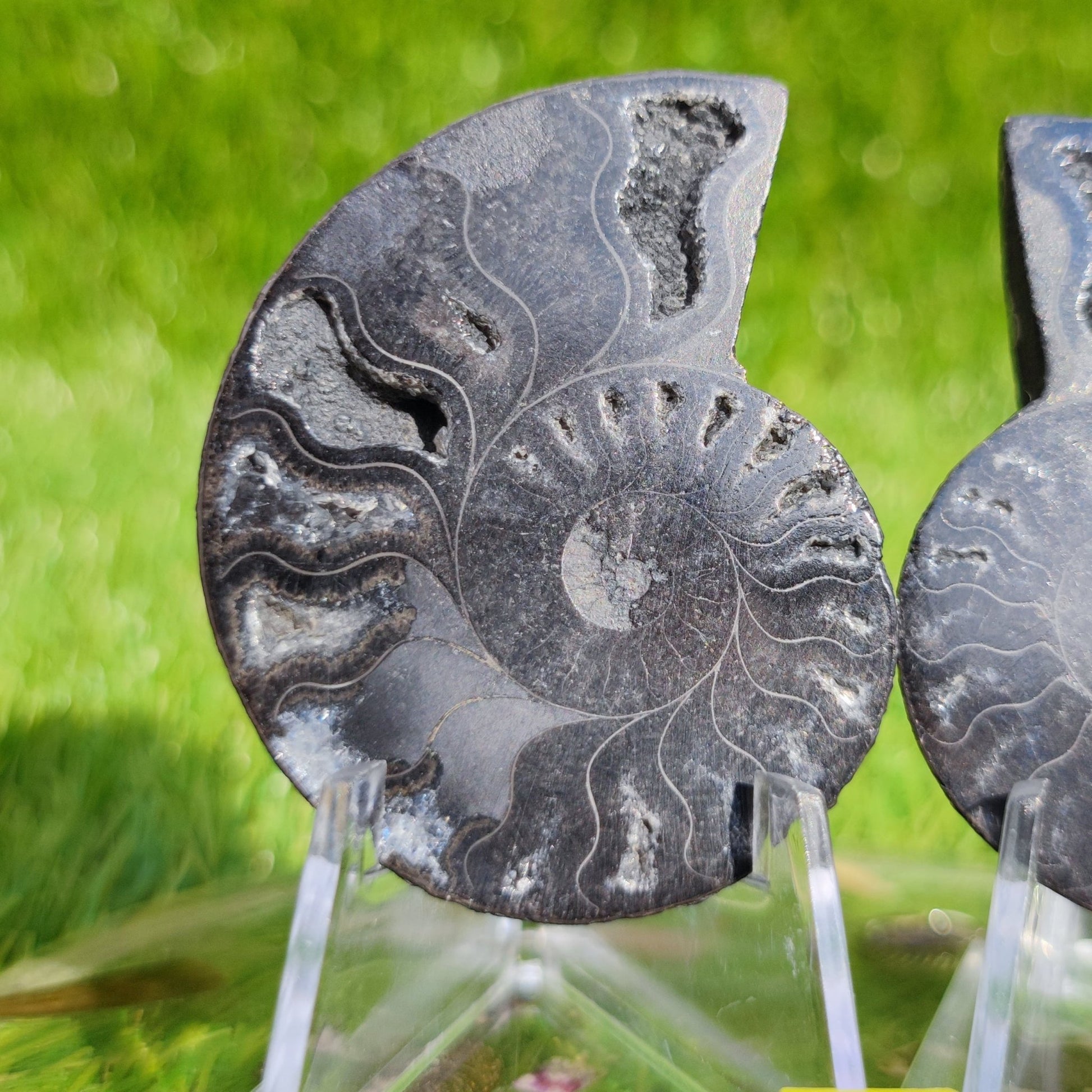 Ammonite fossil cut and polished - North Yorkshire Fossils