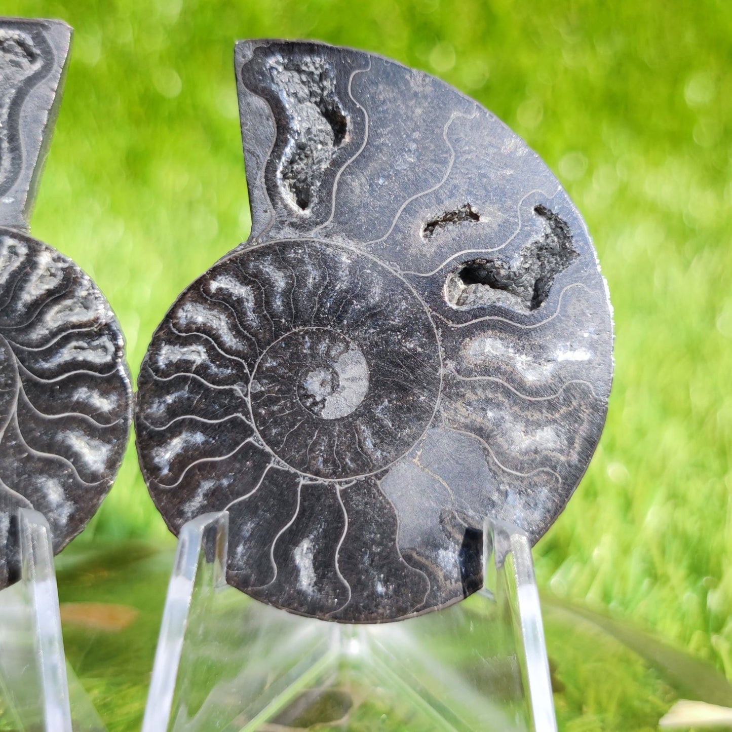 Ammonite fossil cut and polished - North Yorkshire Fossils