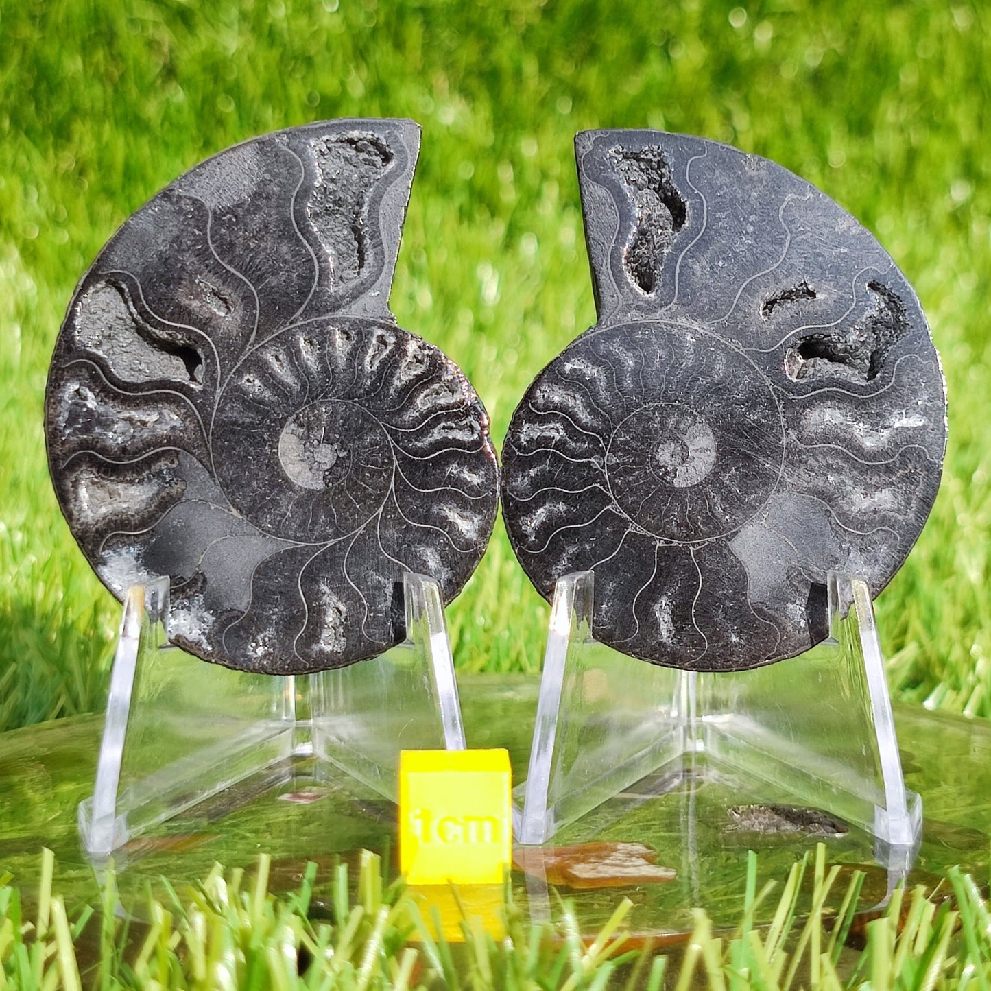 Ammonite fossil cut and polished - North Yorkshire Fossils