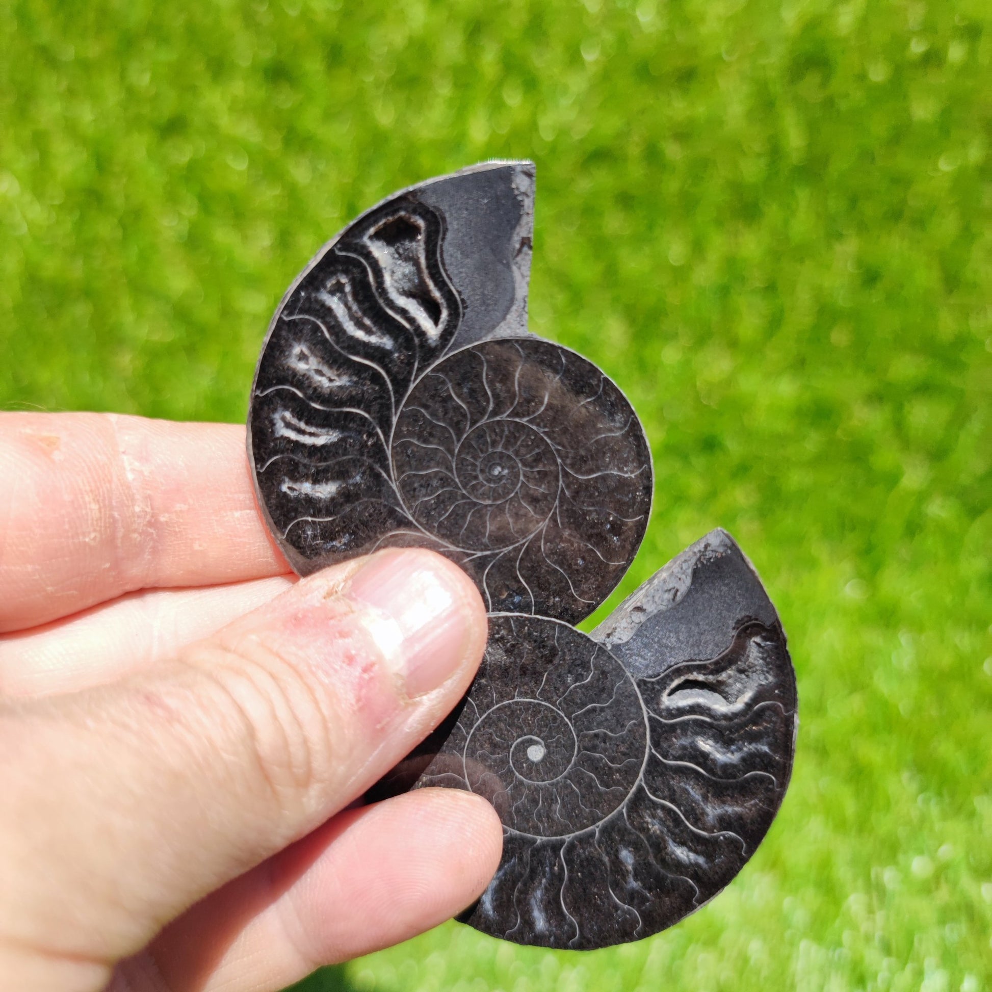 Ammonite fossil cut & polished - North Yorkshire Fossils