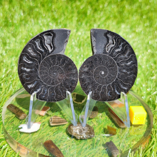 Ammonite fossil cut & polished - North Yorkshire Fossils